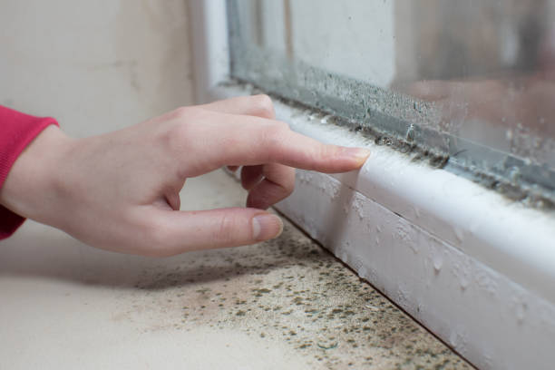  Madill, OK Mold Removal Pros