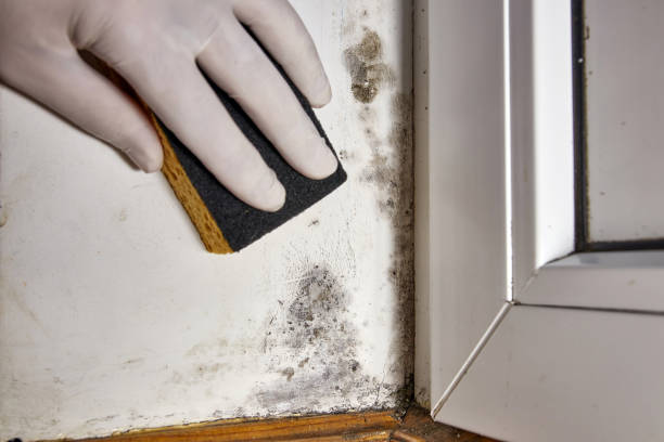 Best Mold Prevention Services  in Madill, OK